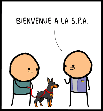 chien spa image